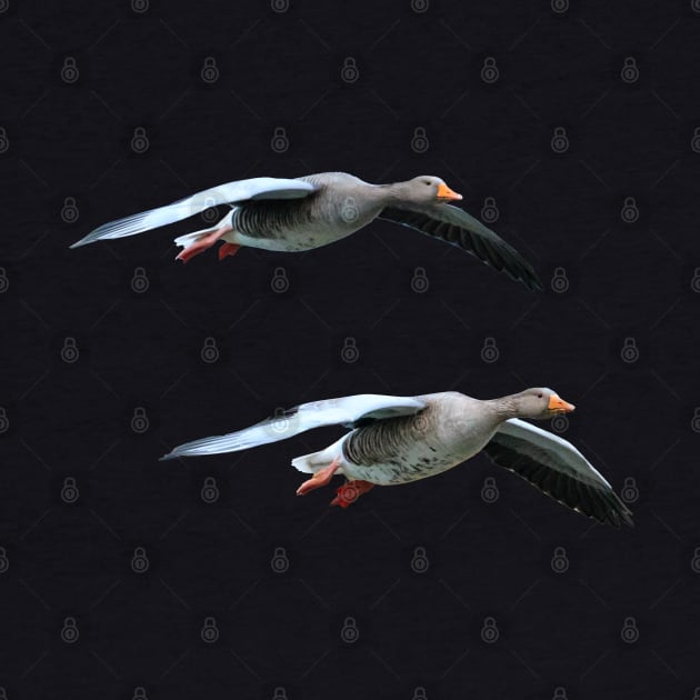 Pair of Greylag geese coming into land by dalyndigaital2@gmail.com